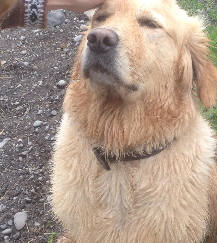 Galsi Horse Rental-Blonduos必去景点