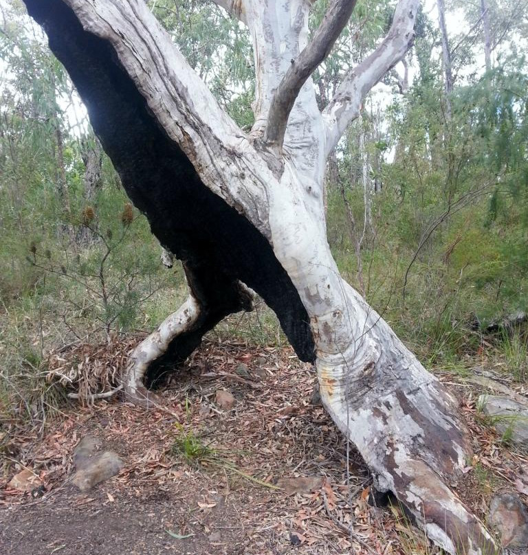 Muogamarra Nature Reserve景点图片