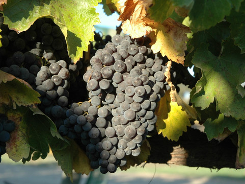 Larner Vineyard & Winery Tasting Room-洛斯奥利沃斯必去景点