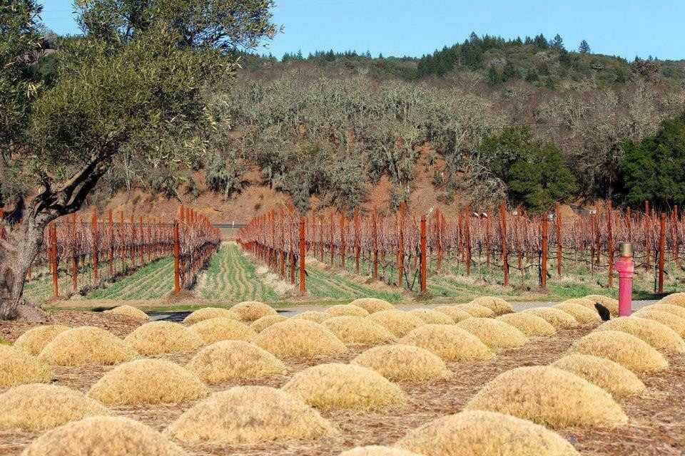 Truett Hurst Winery-希尔兹堡必去景点