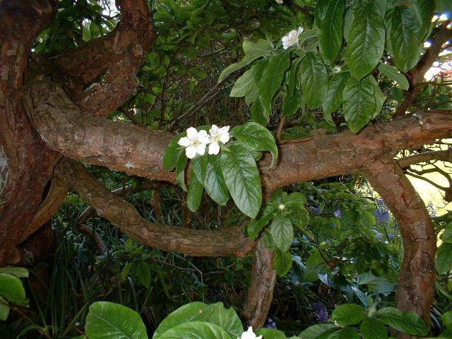 Medlar Cottage主图