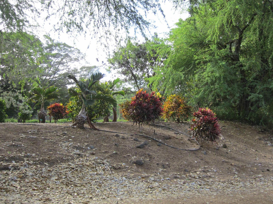 可可火山口植物园-火奴鲁鲁必去景点