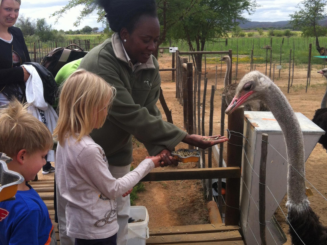 Safari Ostrich Farm-奥兹洪必去景点