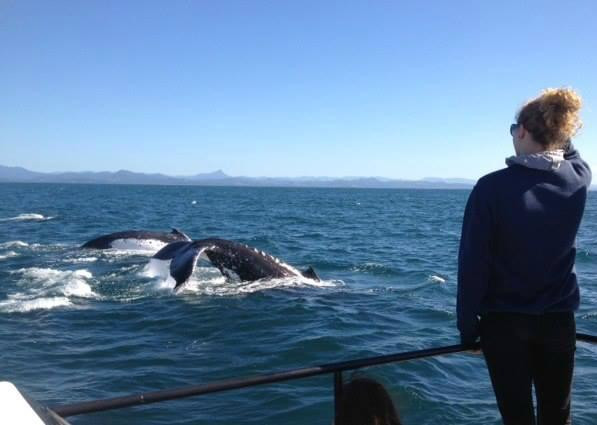 Blue Bay Whale Watching景点图片