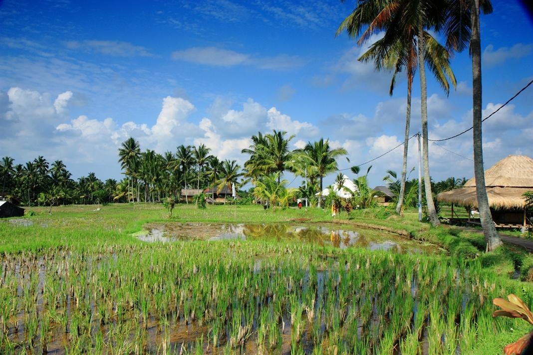 Bali Bird Walks-乌布必去景点