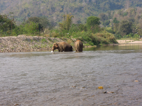 大象自然保护公园-清迈必去景点