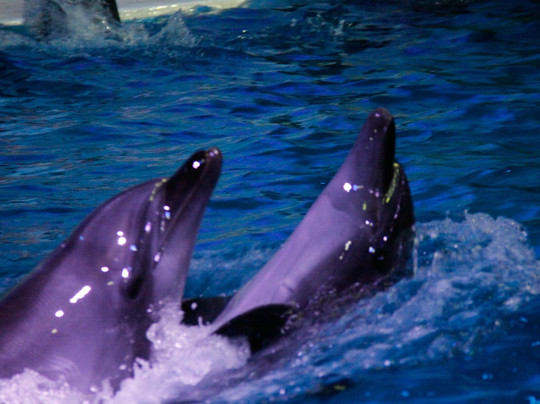 迪拜海豚馆-迪拜必去景点