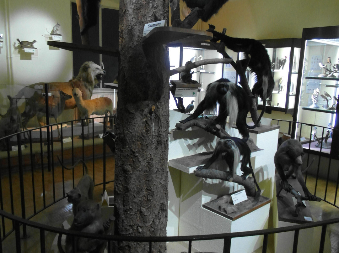 Logelheim旅游景点-Le Musee d'Histoire Naturelle et d'Ethnographie