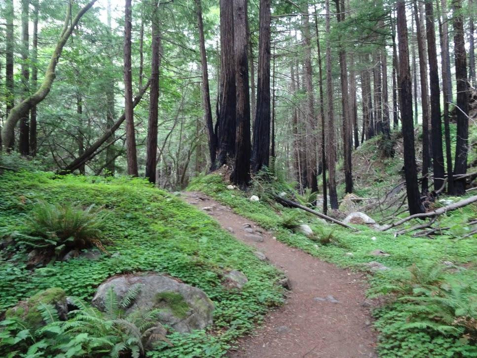 石灰窑州立公园-大苏尔必去景点