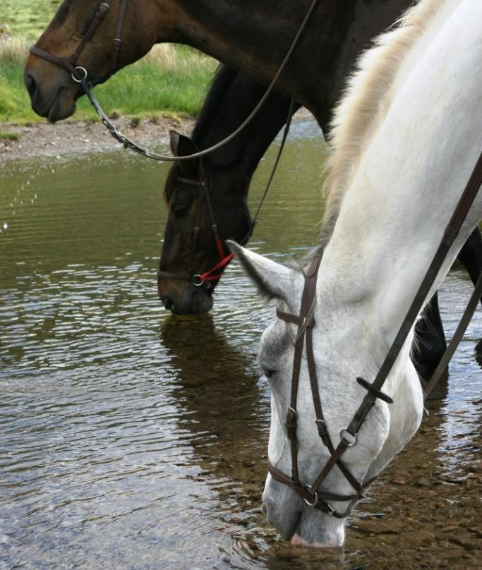 Sea View Equestrian-Ballydavid必去景点