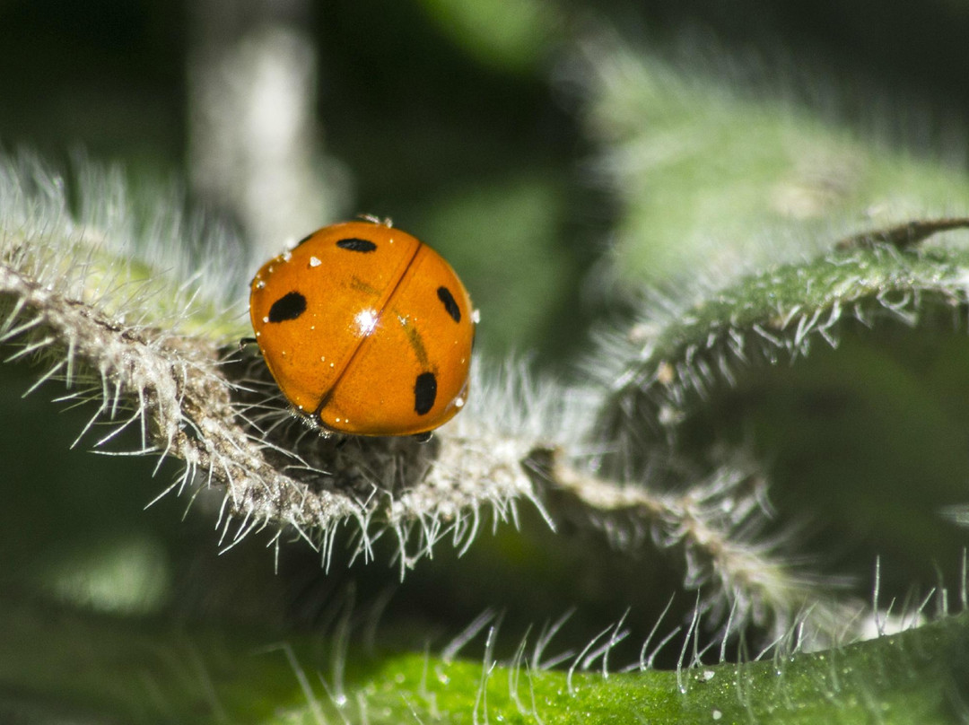 South Arkansas Arboretum-El Dorado必去景点