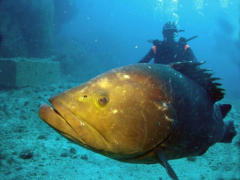 Blu Dive Center-圣特雷莎加卢拉必去景点