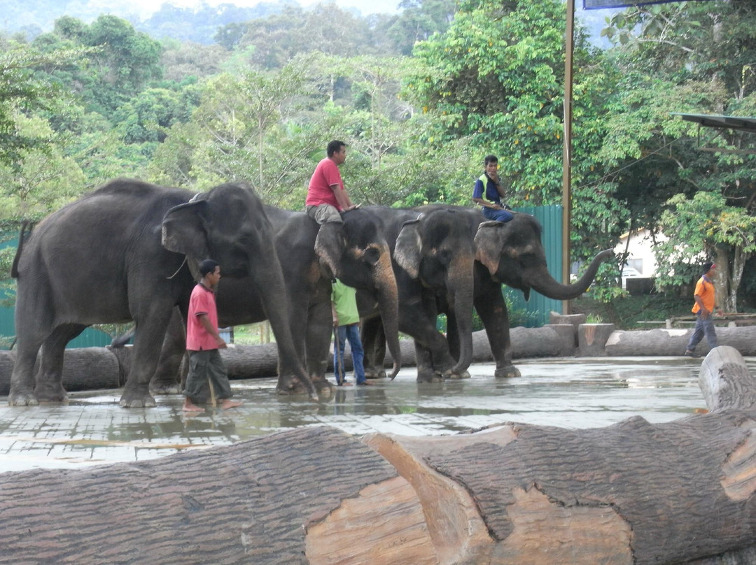 Kuala Gandah Elephant Sanctuary