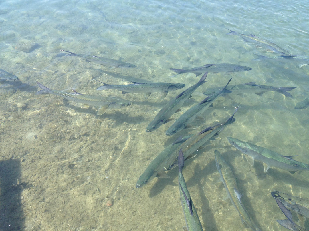 La Guancha-庞塞必去景点