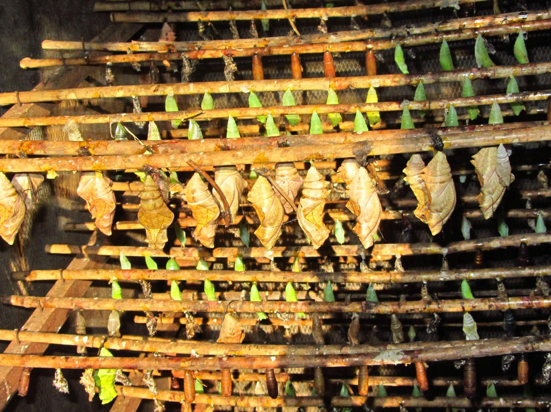 女王蝴蝶园-暹粒必去景点