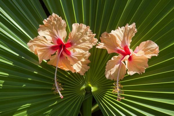 Villa Gaviota Baracoa主图