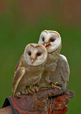 Birds of Prey Educational Centre-Midleton必去景点