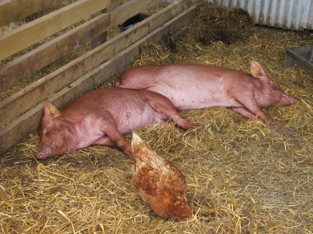 Doniford Farm Park景点图片
