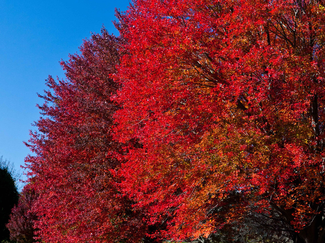 University of Wisconsin-Madison Arboretum-麦迪逊必去景点