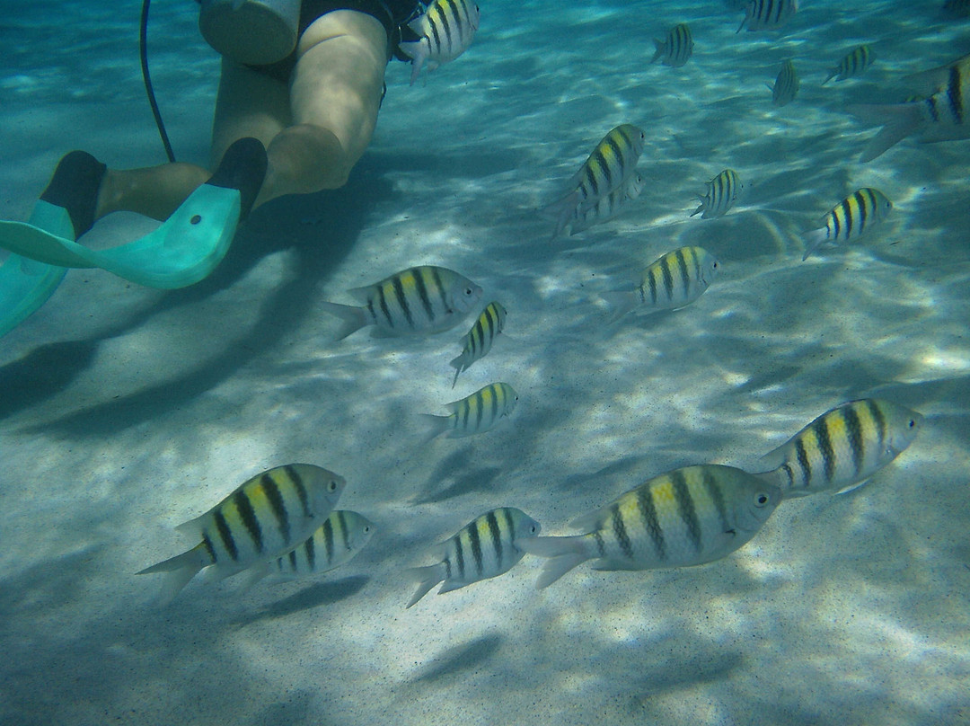 VI SNUBA Excursions-Smith Bay必去景点