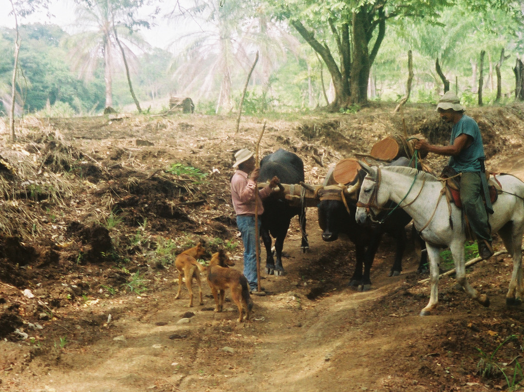 Paradise Riding - Horseback Tours景点图片