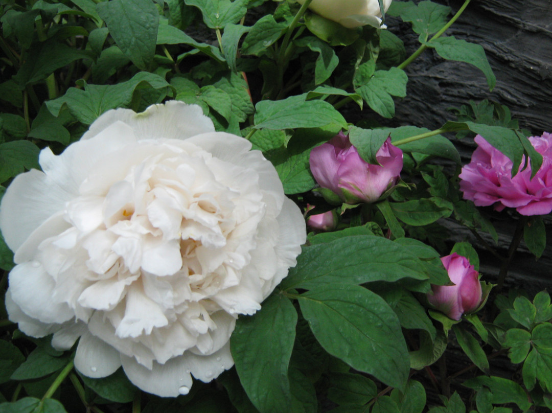 菏泽曹州牡丹园-曹县必去景点