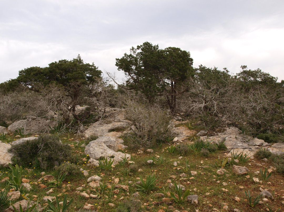 Aphrodite Trail-Latchi必去景点