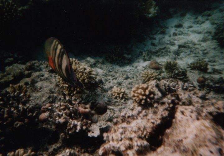 Giftun Islands-赫尔格达必去景点
