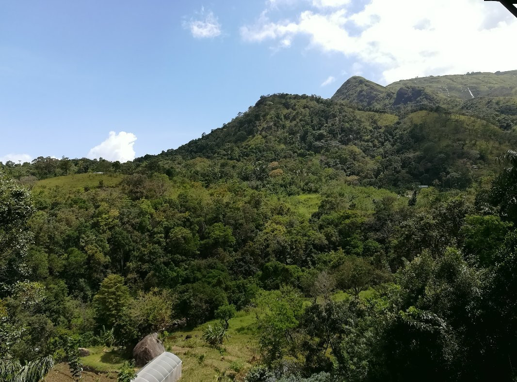 Jungle Rest