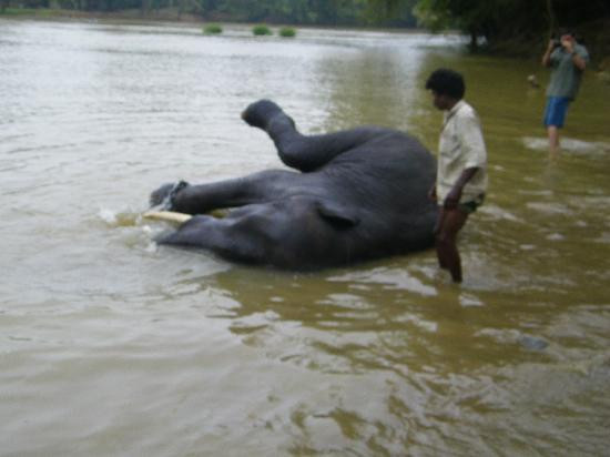 Dubare Elephant Camp景点图片