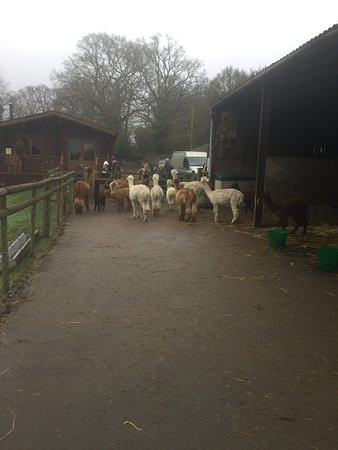 Pennybridge Farm Alpacas景点图片