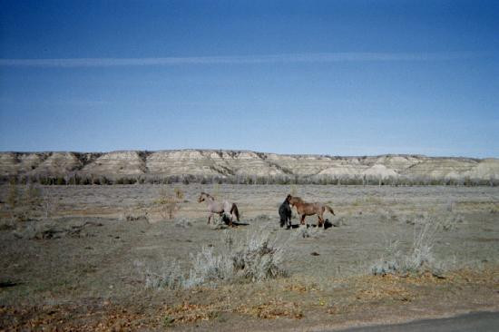 South Unit-Theodore Roosevelt National Park必去景点
