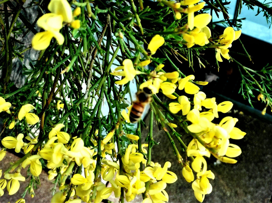 Nepal Himalaya Park Stiftung-Wiesent必去景点