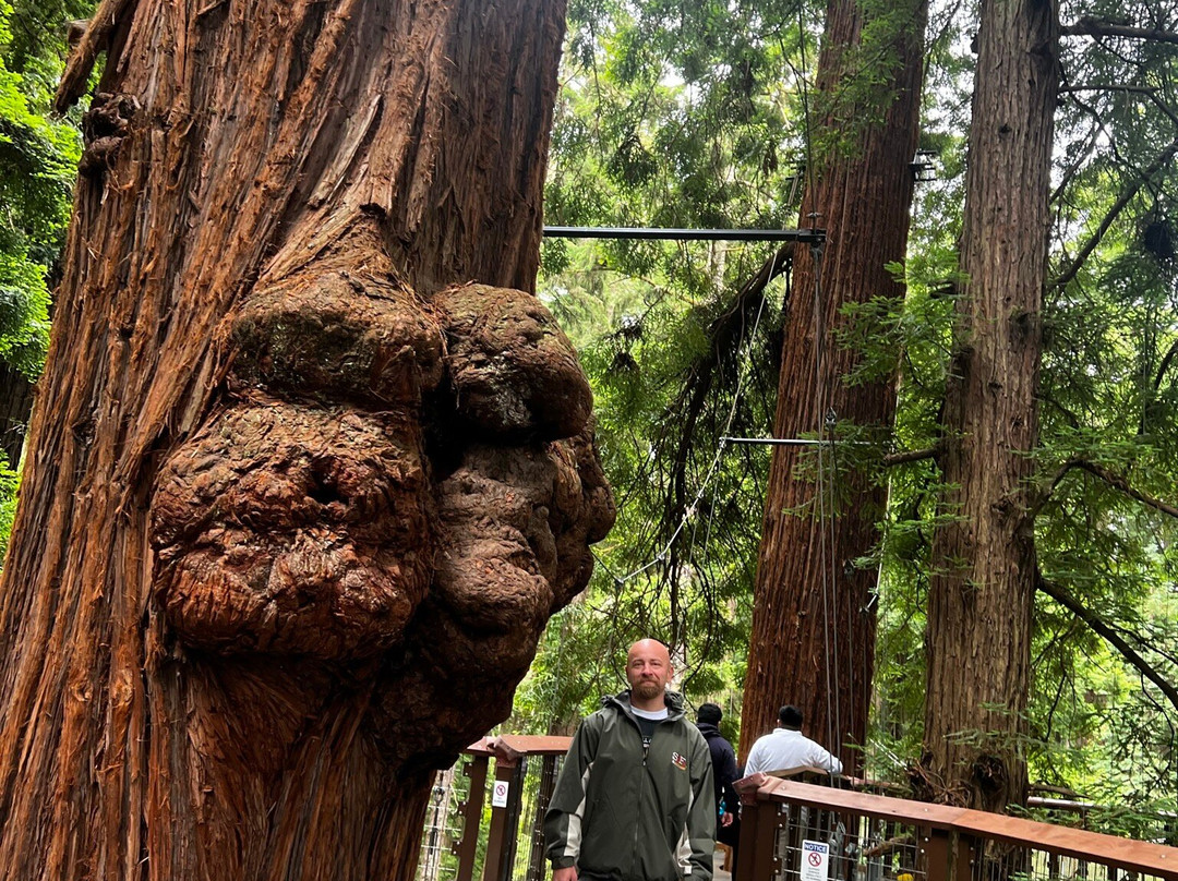 The Redwood Sky Walk景点图片