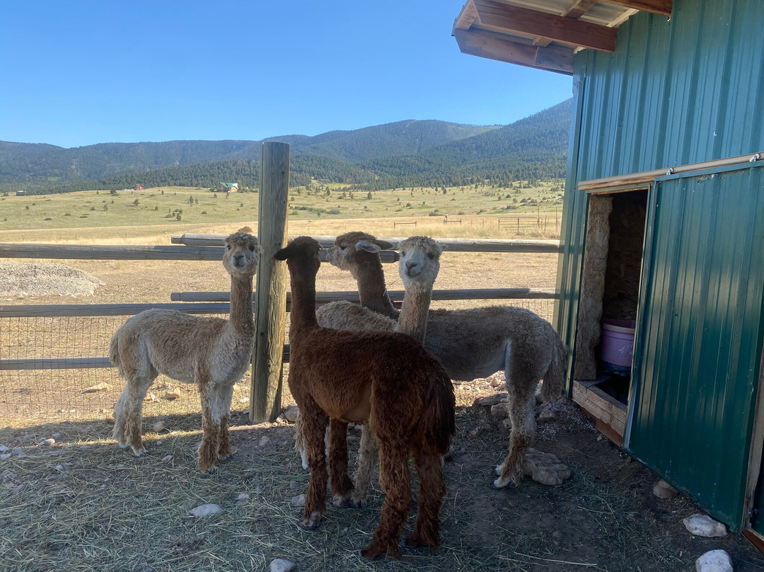 Alpine Vista Suri Alpacas-利文斯顿必去景点
