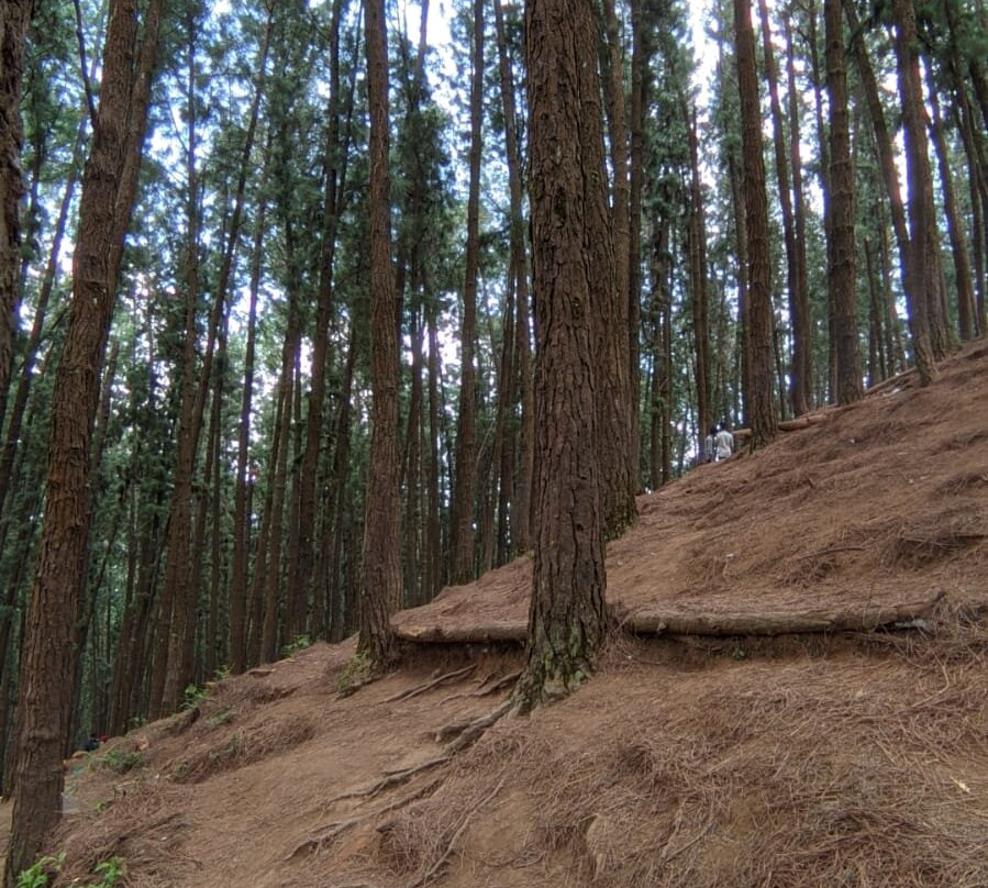 Vagamon Pine Forest景点图片