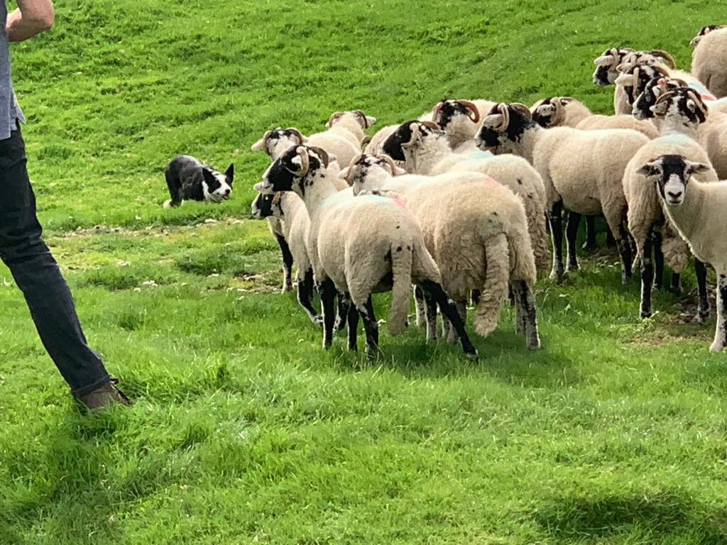 Working Sheepdog Demonstrations景点图片