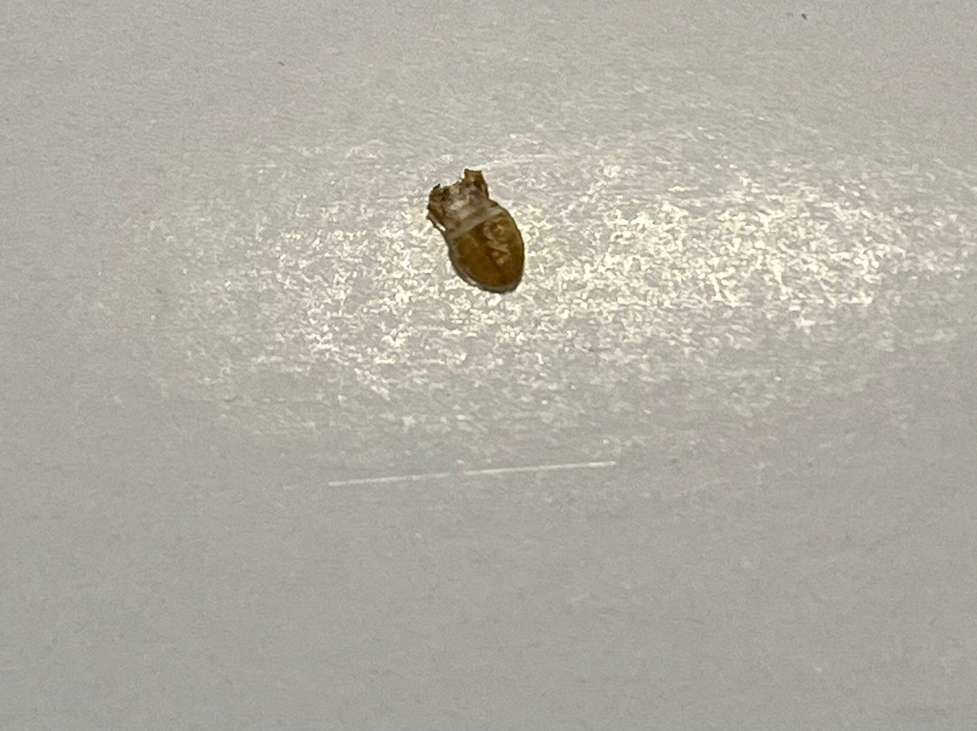 Hampton Inn By Hilton Greer Greenville主图