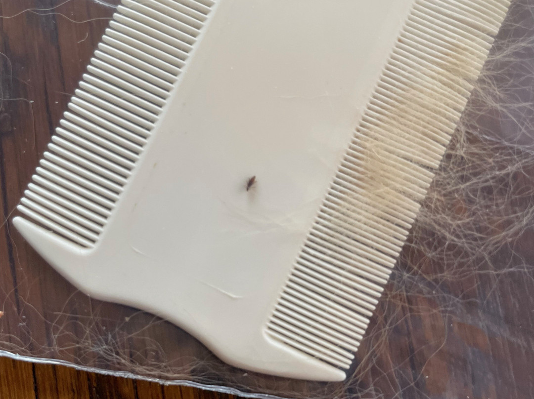 Homewood Suites by Hilton Lansing Eastwood主图