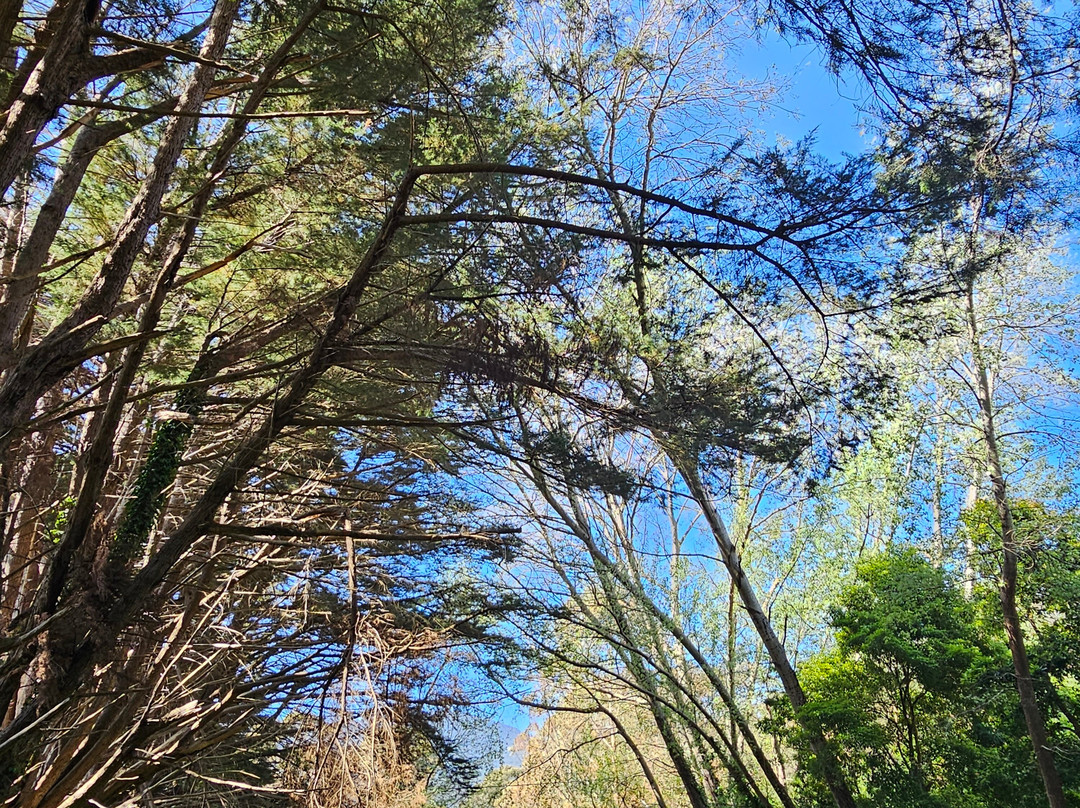 Lilydale to Warburton Rail Trail-Lilydale必去景点