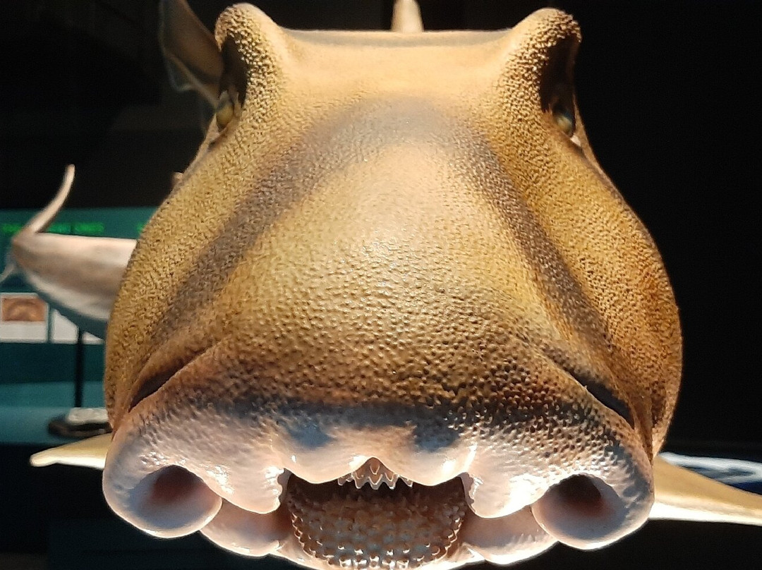 Phillip And Patricia Frost Museum Of Science-迈阿密必去景点