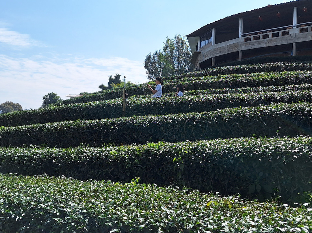 101 Tea Plantation-夜发銮必去景点