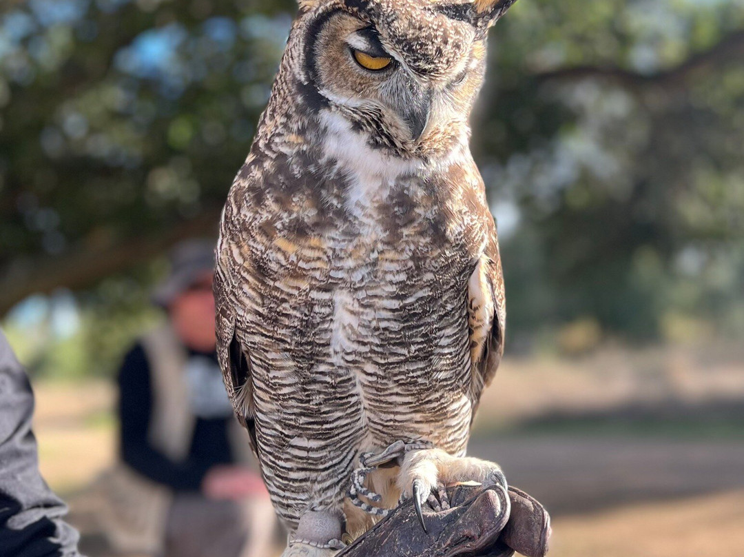Sky Falconry-Alpine必去景点