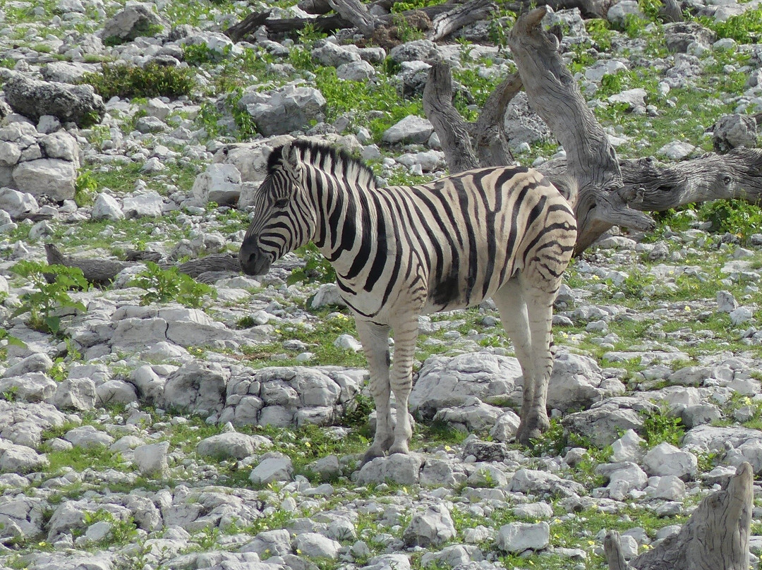 Safari In Etosha national park with yavola tours, Namibia-Okaukuejo必去景点