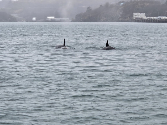 Kodiak Scenic Tours-Kodiak必去景点