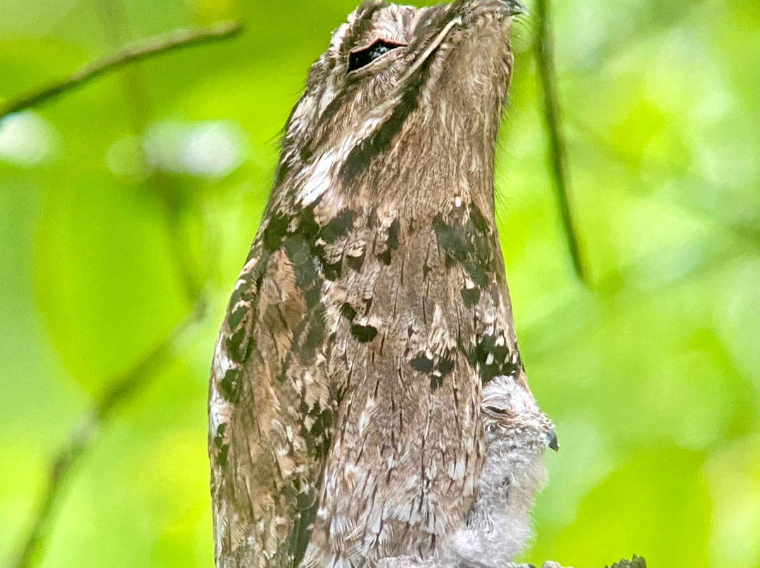 Birding Spots Manuel Antonio景点图片