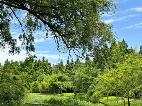 共青森林公园-上海市必去景点