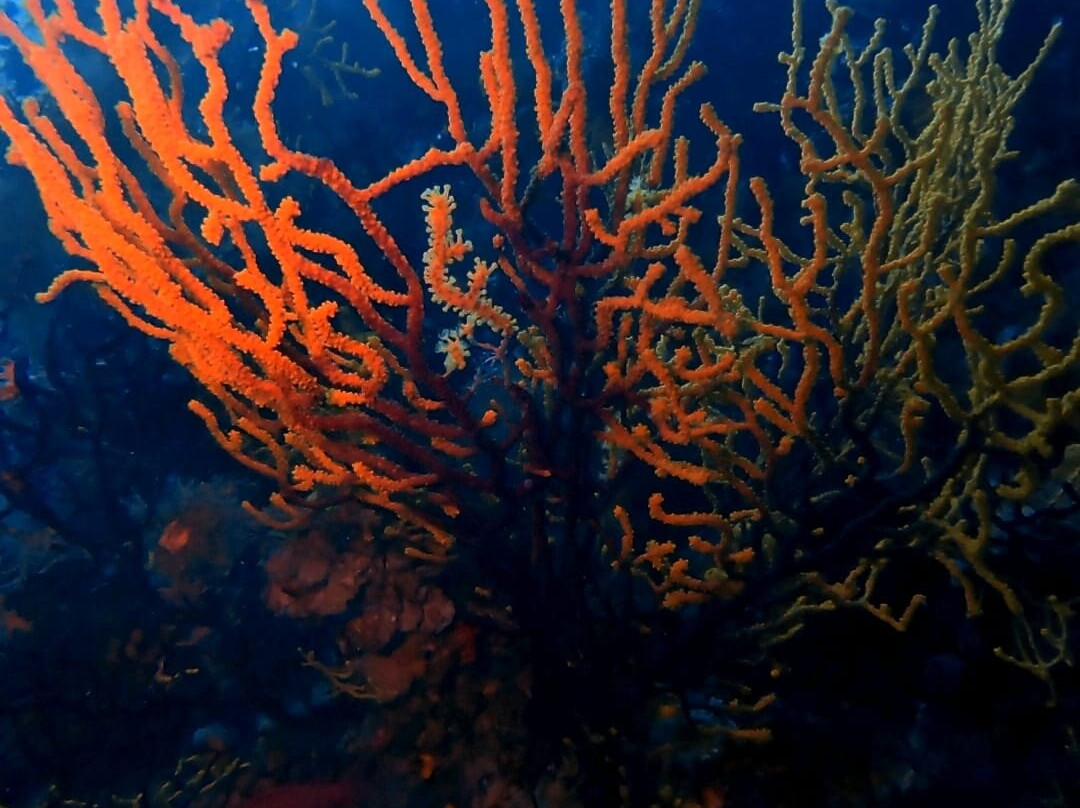 Aquolina Diving Center-San Domino必去景点