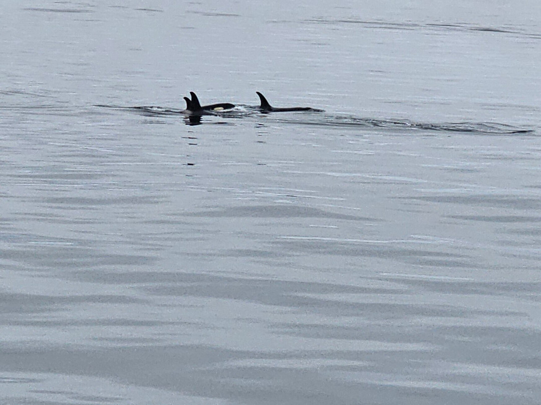 Seldovia Bay Ferry-荷马必去景点