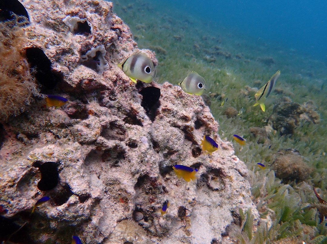 St.Thomas Scuba and Snorkel Adventures-圣 托马斯必去景点
